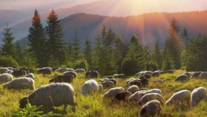 Flock of sheep grazing in meadow before conifer trees with suns rays shining in front of tree-clad mountain in the background