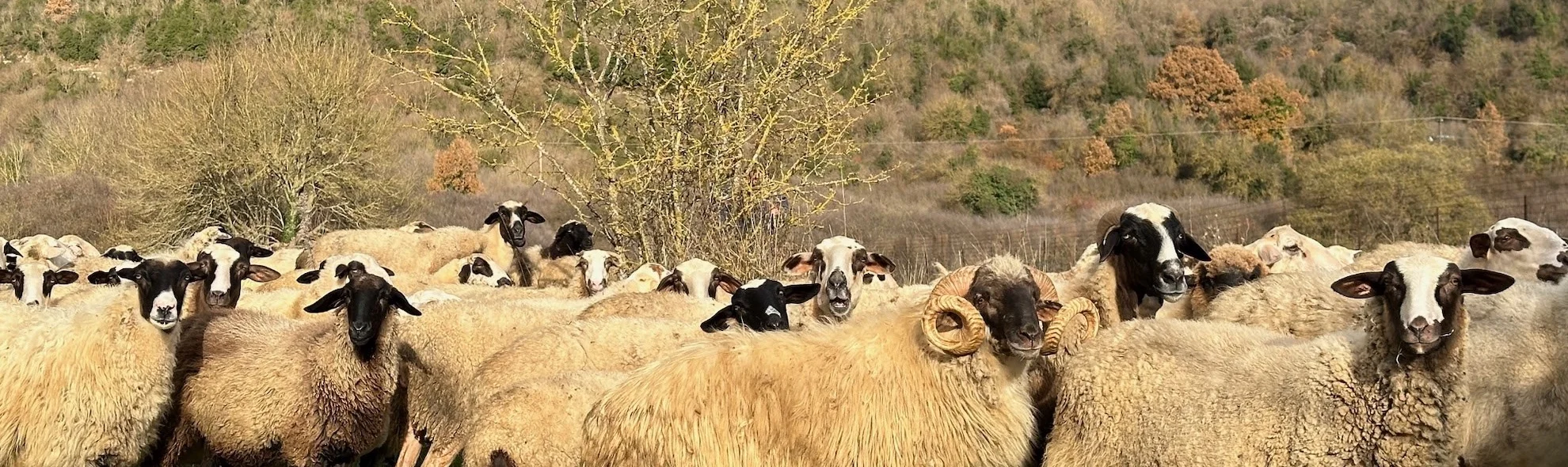 Sheep on a scrubby hillside
